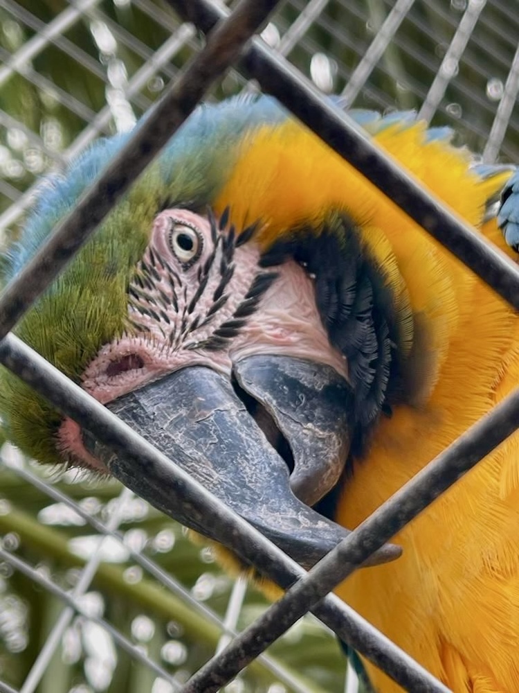 Papagei guckt durch Gitterstäbe