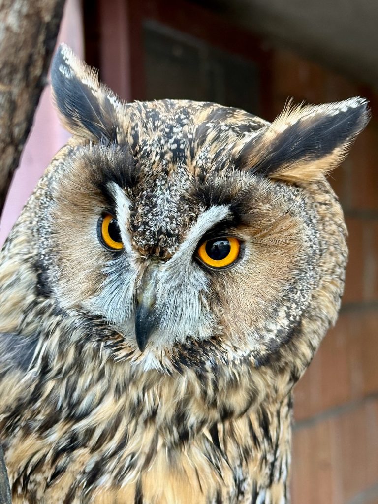 Nahaufnahme von einer Eule